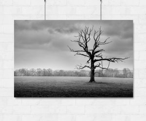 Lonely Tree-print