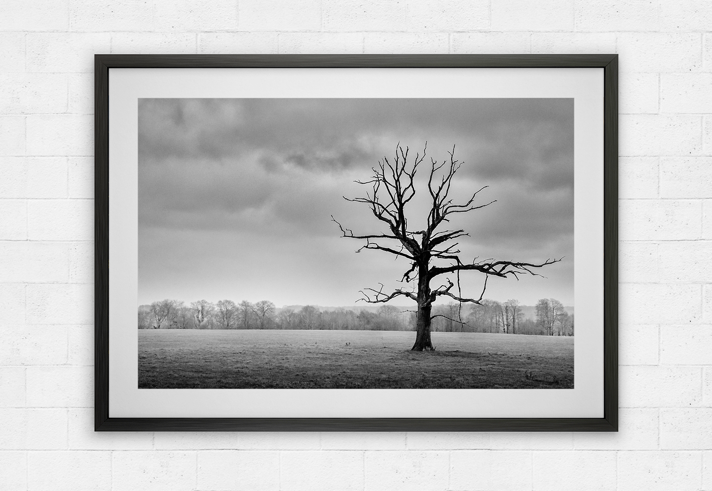 Lonely Tree