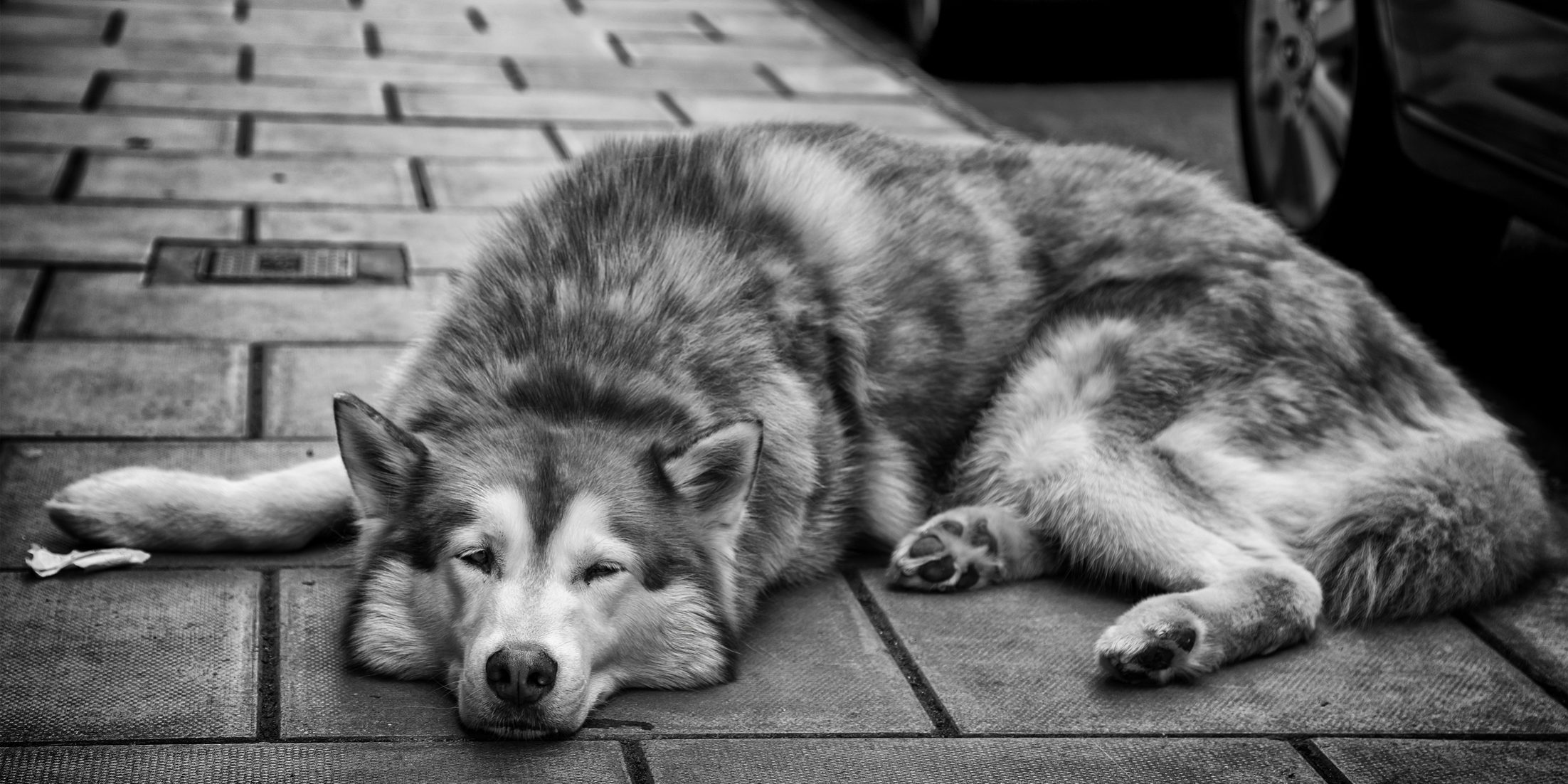 Bristol street dog- portrait