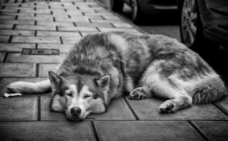 Bristol street dog- portrait