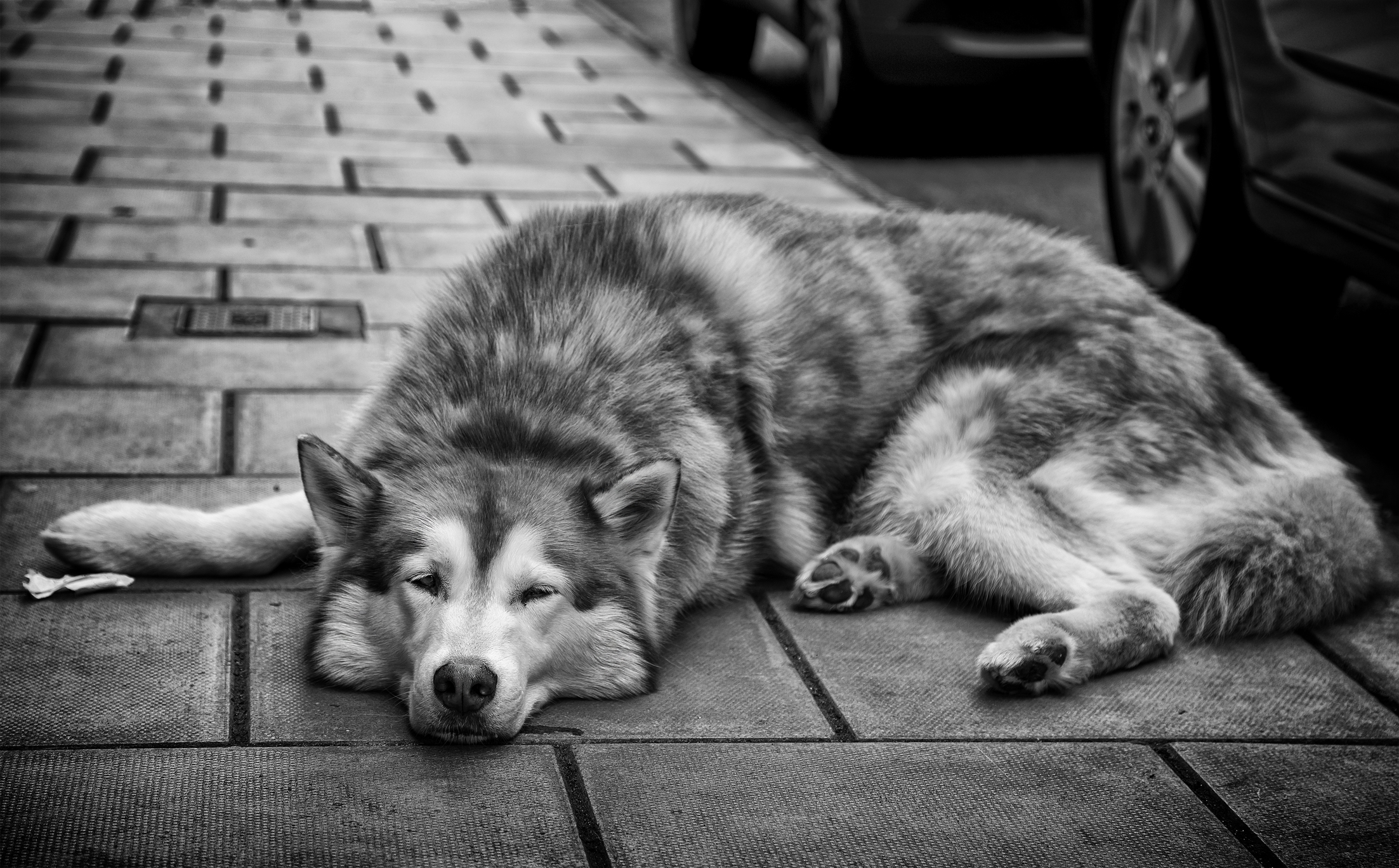 Bristol street dog- portrait