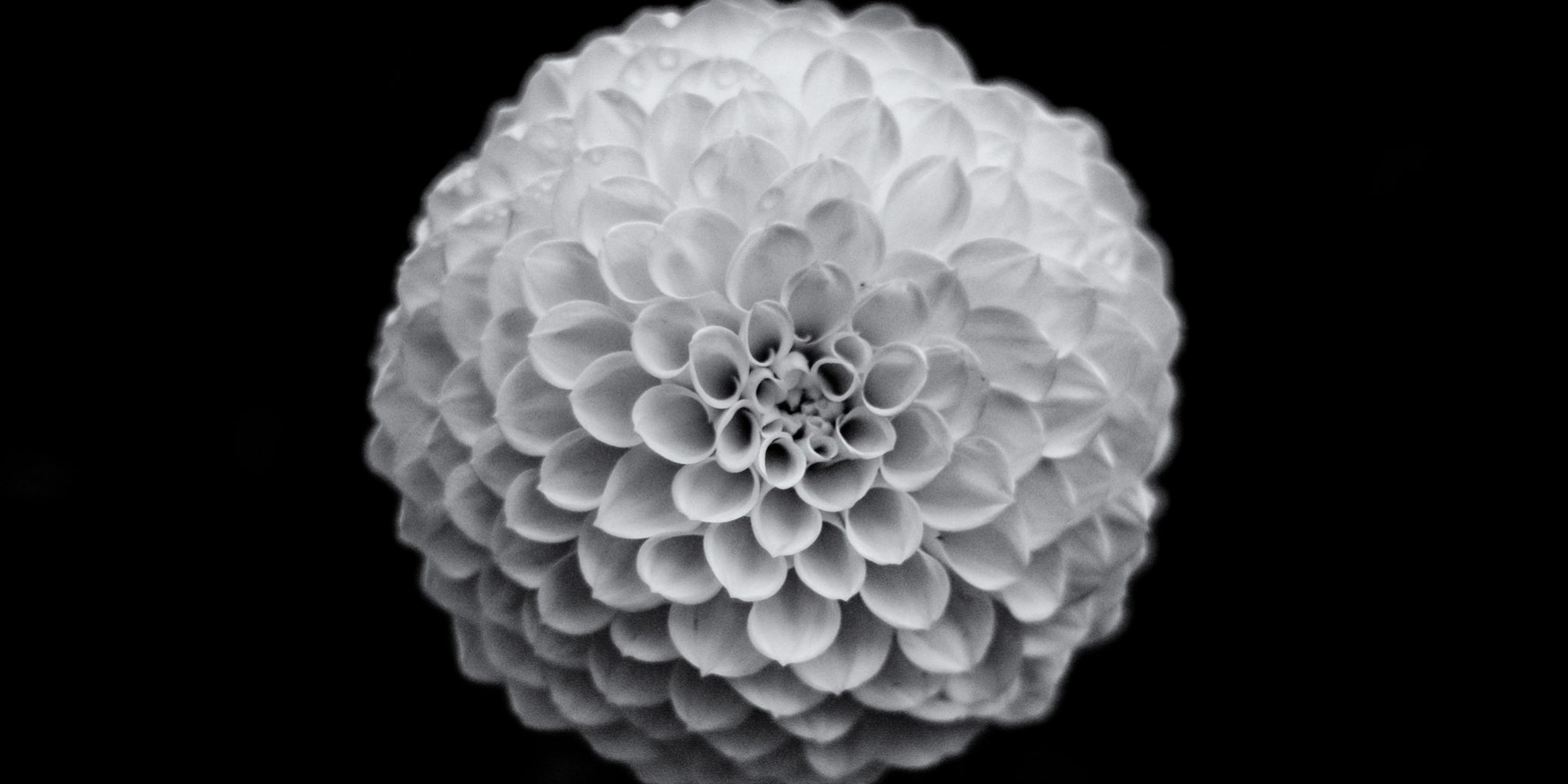 the neighbours flower