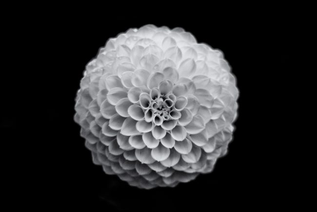 the neighbours flower