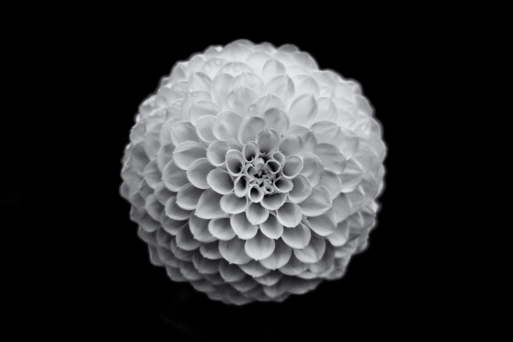 flower1 the neighbours flower